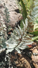 Cheilanthes eckloniana