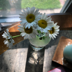 Asteraceae