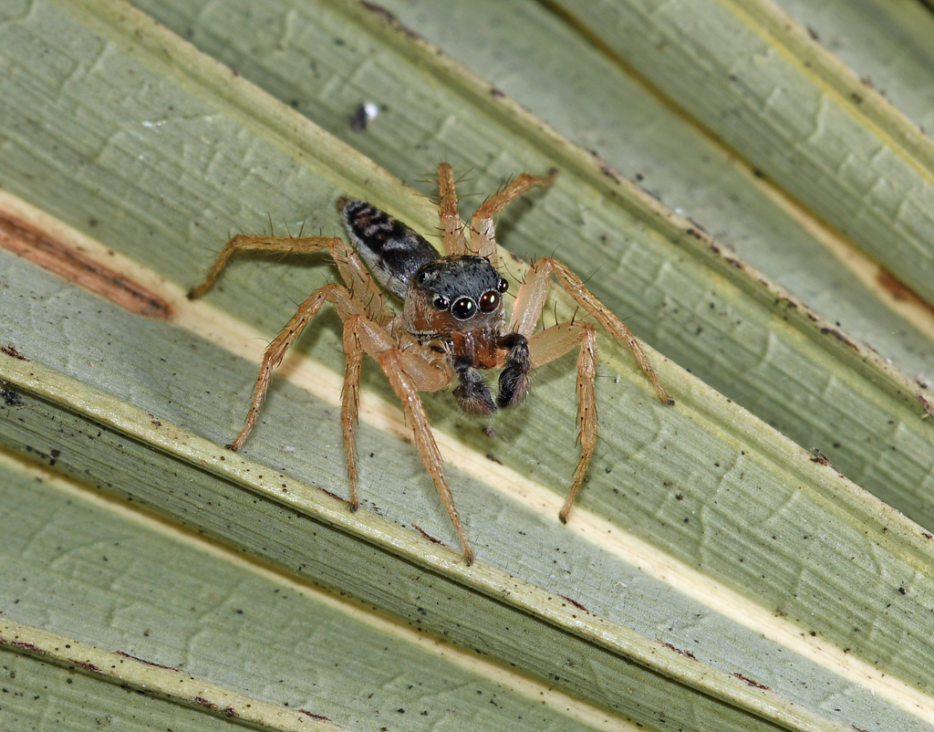 Maevia intermedia
