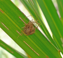 Hemisphaerota cyanea