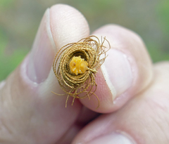 Hemisphaerota cyanea