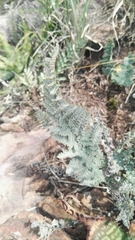 Cheilanthes eckloniana