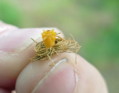 Hemisphaerota cyanea