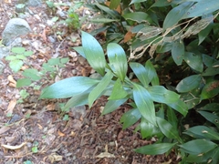Ruscus hypophyllum