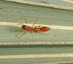Synemosyna petrunkevitchi