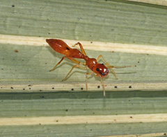 Synemosyna petrunkevitchi