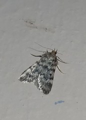 Aglossa