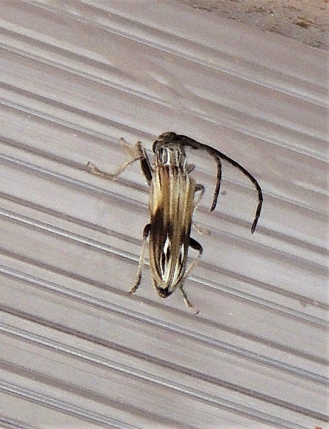 Recchia hirticornis
