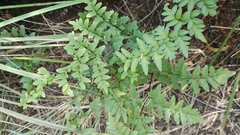 Cheilanthes viridis viridis