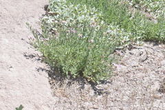 Eucephalus ledophyllus