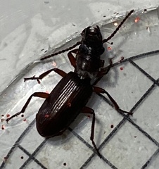 Pseudozaena