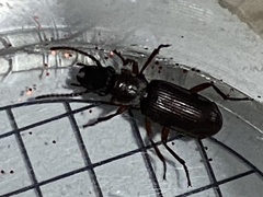 Pseudozaena