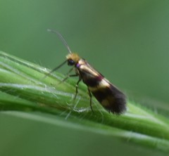 Micropterix