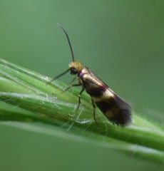 Micropterix