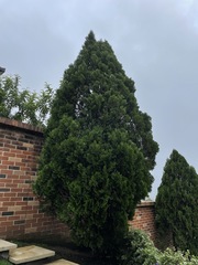 Cupressus × leylandii