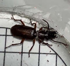 Pseudozaena