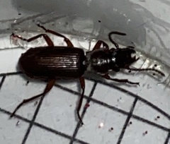 Pseudozaena