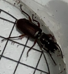 Pseudozaena