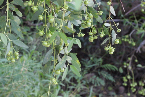 Image of Sonneratia Mangrove (Sonneratia apetala) by no rights reserved