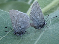 Satyrium semiluna