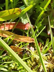 Rumex acetosa