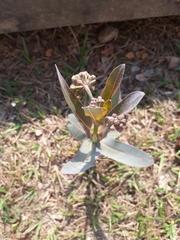 Asclepias glaucescens