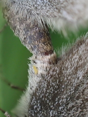 Satyrium semiluna