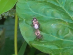 Heterogaster urticae