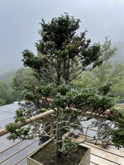 Chamaecyparis obtusa
