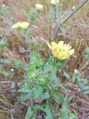 Helminthotheca echioides