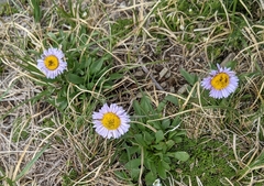 Erigeron grandiflorus