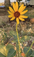 Helianthus