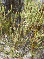 Erica fimbriata