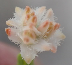 Erica fimbriata