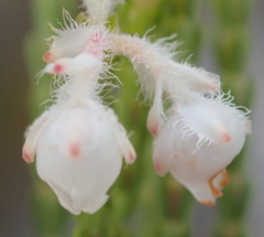 Erica fimbriata