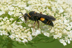 Nysson plagiatus