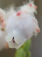 Erica fimbriata