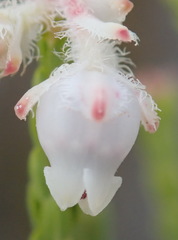 Erica fimbriata