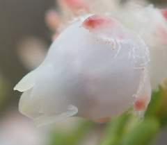 Erica fimbriata