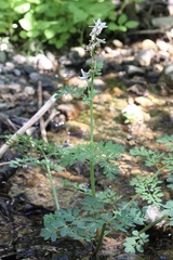 Corydalis caseana caseana