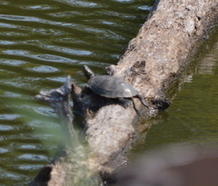 Chrysemys picta bellii