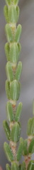 Erica fimbriata
