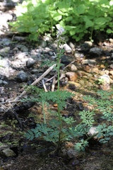 Corydalis caseana caseana