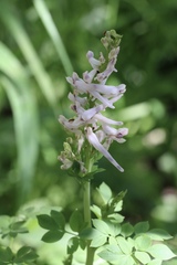 Corydalis caseana caseana