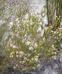 Erica fimbriata