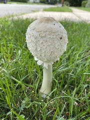 Chlorophyllum