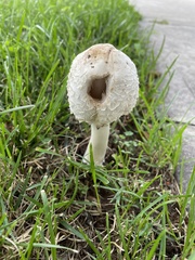 Chlorophyllum