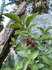 Lonicera involucrata involucrata
