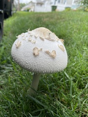 Chlorophyllum