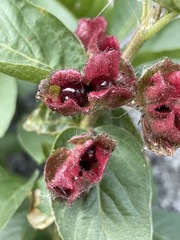 Lonicera involucrata involucrata